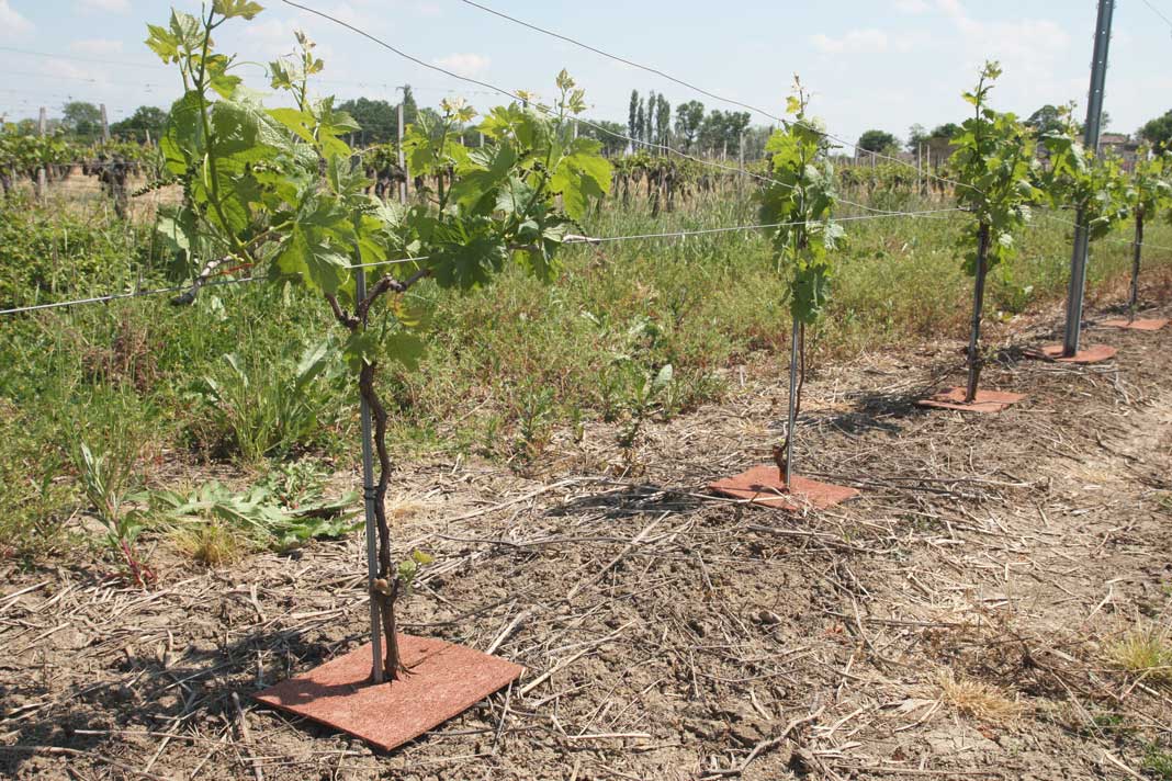 Dalles coco Kyoka installé sur des pieds de vignes