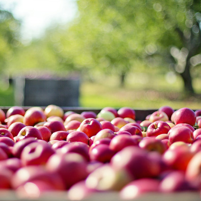 pommes rouge récoltées