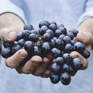 vigneron présantant une grappe de raisin de sa vigne