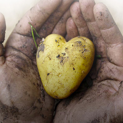 Pomme de terre dorlotée par son maraicher