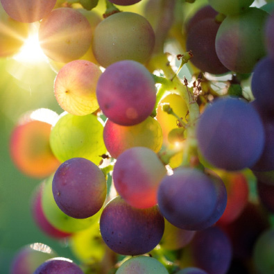 Un agriculteur heureux